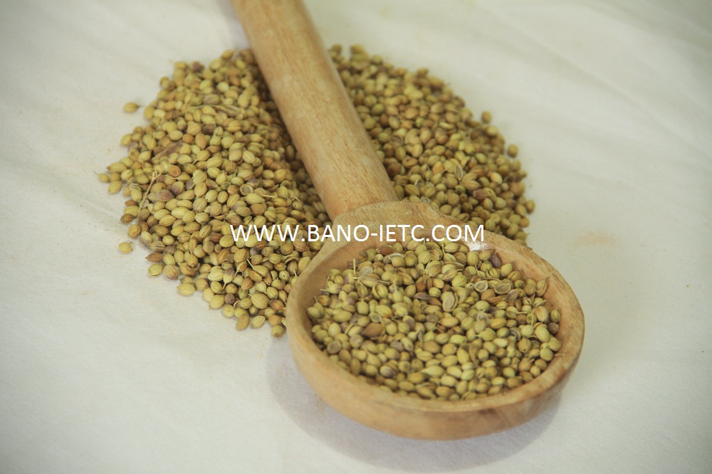 Coriander Seeds